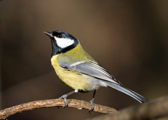 beautiful great tit