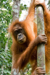 überraschter Orang Utan