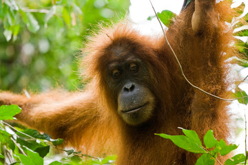 Obraz premium Orang Utan mit traurigem Blick