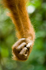Affenarm