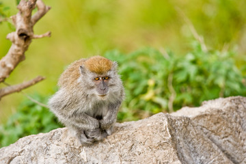 Makake in Regenwald