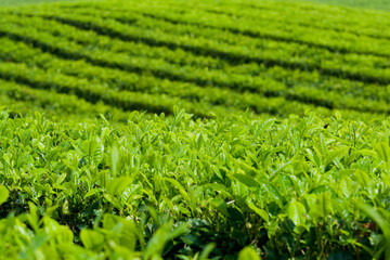 Teeplantage