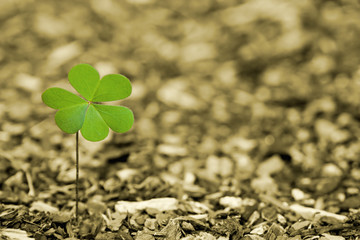 A single clover in a field of wood chips.