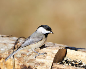 Obraz premium Black-capped Chickadee