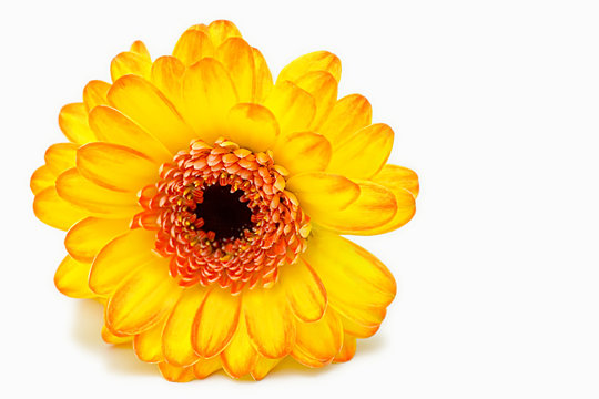 The yellow flower gerber single on the white background