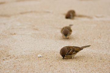 Spatzen am Strand