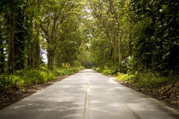 Fototapeta na wymiar Sun-Dappled Highway through a lush tropical rainforest.