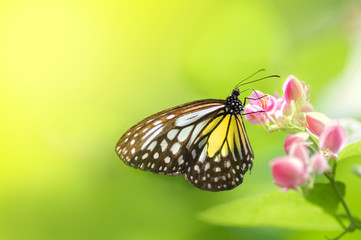 A butterfly feeding on flower