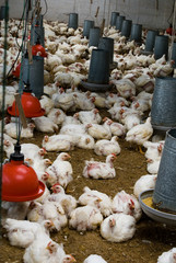 The farm for raising broilers