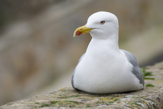 Western gull on a stone wall