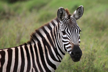 Fototapeta na wymiar Zebra close up Serengeti Tanzania