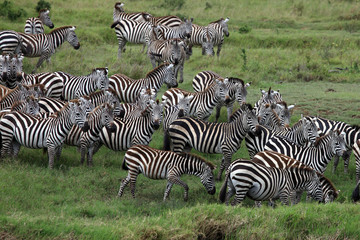 Fototapeta na wymiar Zebra herd serengeti Tanzania