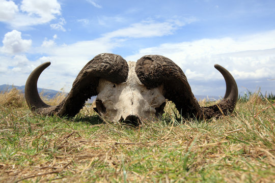 Cape buffalo skull in Ngorongoro crater Tanzania