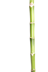 Naklejka premium bamby7