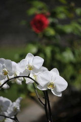 Orchid&eacute;e blanche