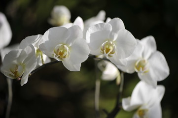 Naklejka na ściany i meble Orchidée blanche