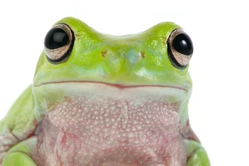 Store enrouleur occultant sans perçage Grenouille frog