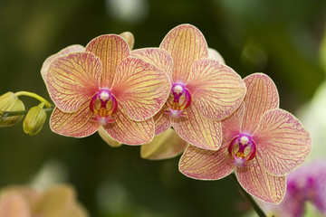 Orchid