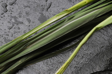 Lemongrass - Cymbopogon Flexuosus