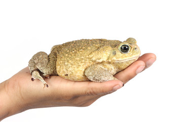 toad in hand