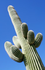 Saguaro Cactus