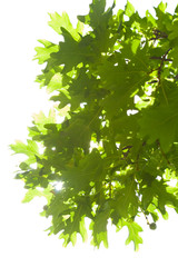 Fototapeta na wymiar oak leaves isolated