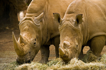 Obraz premium Rhinoceroses