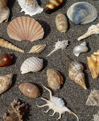 sea cockleshells