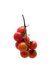 Strauchtomaten hängend