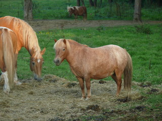 Fototapeta premium Pferde auf einer Weide