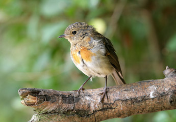 Young Robin