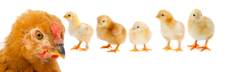 Beautiful family consisting of mother hen and her five chicks