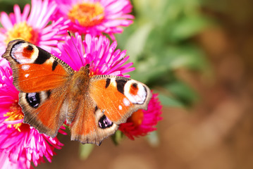 Peacock Butterfly