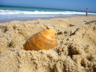 Obraz premium Muschel im Sand