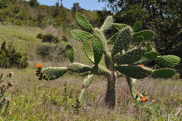 Fotobehang cactus in Africa landscape © gallas