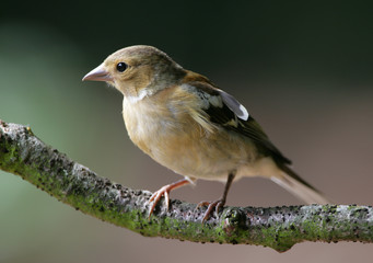 Chaffinch