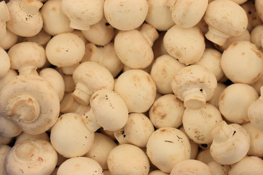 mashrooms