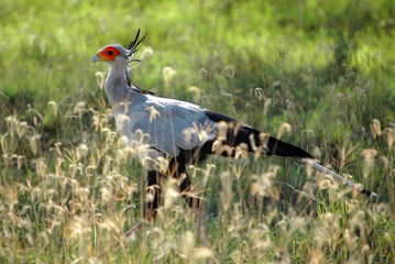 Secretary Bird (Sagittarius serpentarius).