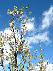 mandorlo in fiore
