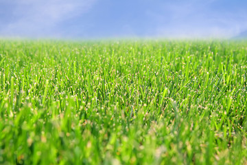 Obraz premium green lawn