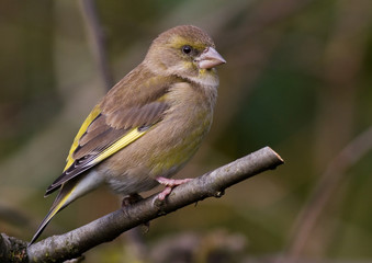 verdier sur sa branche