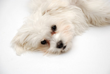 Maltese puppy portrait