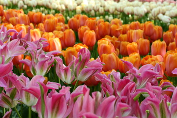 tulipani multicolori