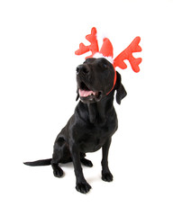 Obraz premium christmas dog