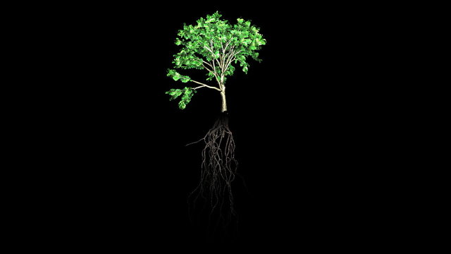 Evolution of a tree with black background