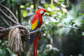 Obraz premium Parrot macaw in nature