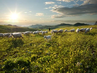 Zelfklevend Fotobehang shepherd with dog and sheep that graze in flowered field at sunr © ollirg
