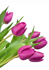 Obraz premium purple tulips on a white background