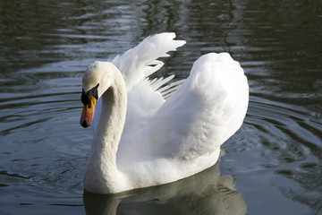 Schwan