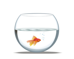 aquarium with gold fish